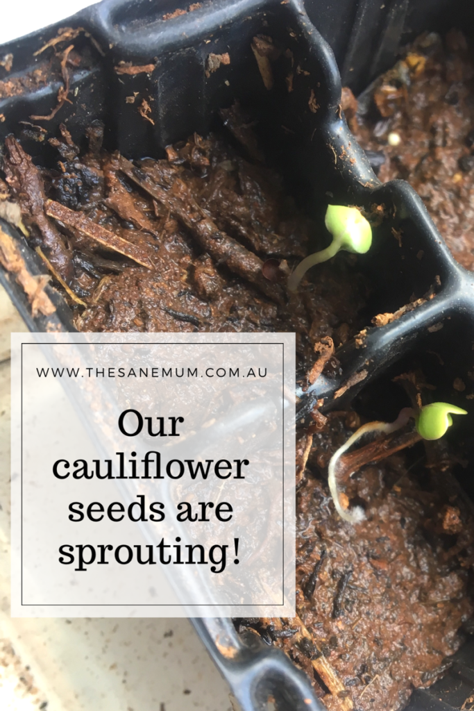 Cauliflower Seeds Sprouting Science