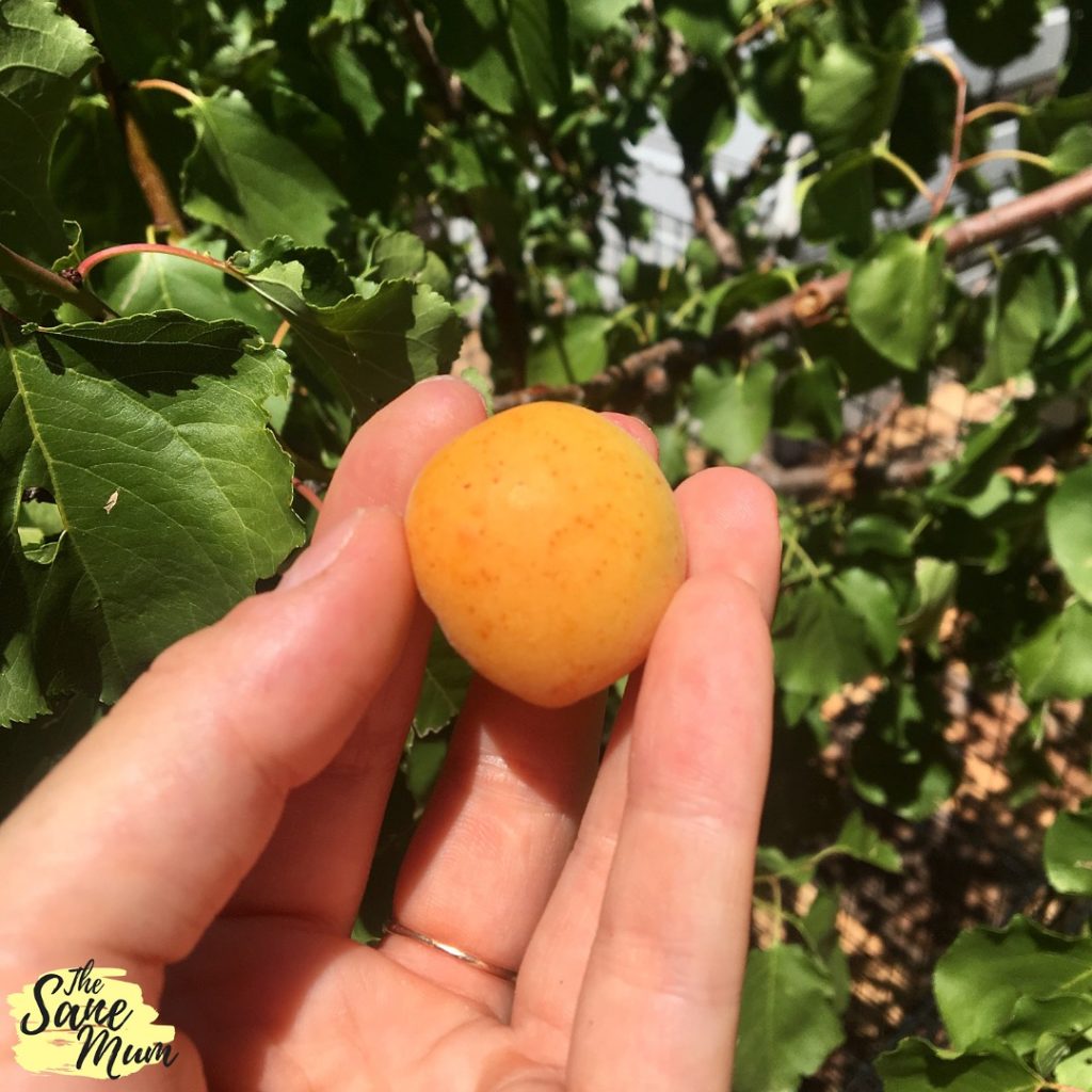 www.thesanemum.com.au Apricot Fruit